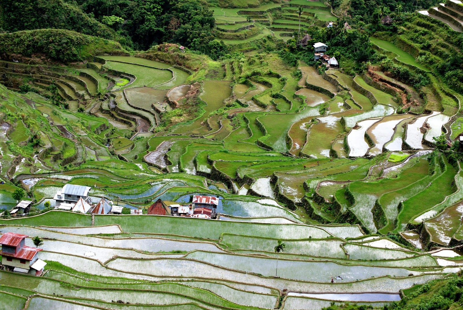 菲律宾巴拿威梯田:总长度能绕行半个地球,被称作世界第八大奇迹