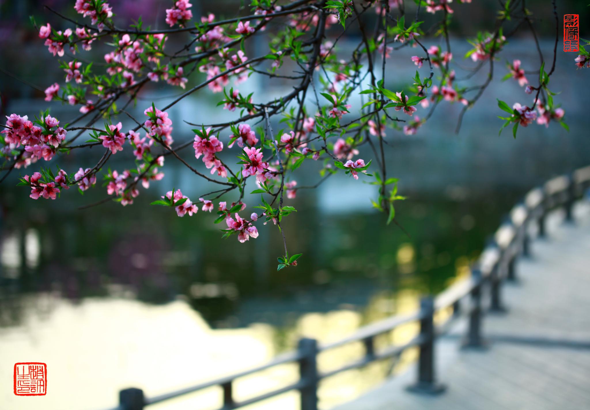 春天摄影素材丰富多样,哪些春日美景是值得去拍摄的呢?