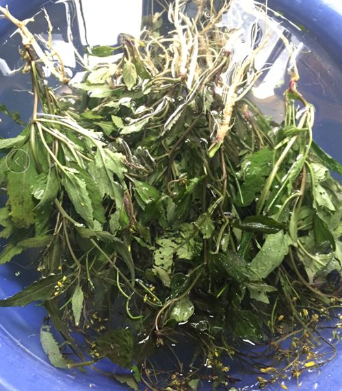 这野菜,在广东叫葛菜,也叫塘葛菜,这应该是世界通用的名字,不但在南方