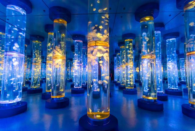 海洋公园|水母宫|梦幻_新浪新闻