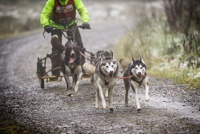 老外养十几只哈士奇,出门遛狗用这招,网友:再也不担心被狗遛了
