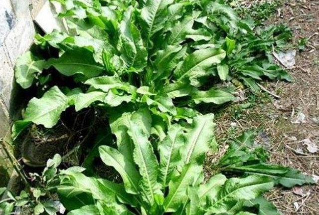 农村小河沟边上的这野菜被人称为牛舌头相当解渴口感不错