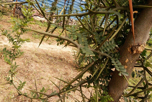 农村植物全身长满刺,农民不喜欢拿来烧火,却不知价值千金