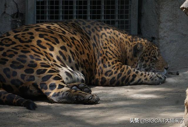 猫科动物能变多胖?或许它们心中都有一个超越东北虎的梦想