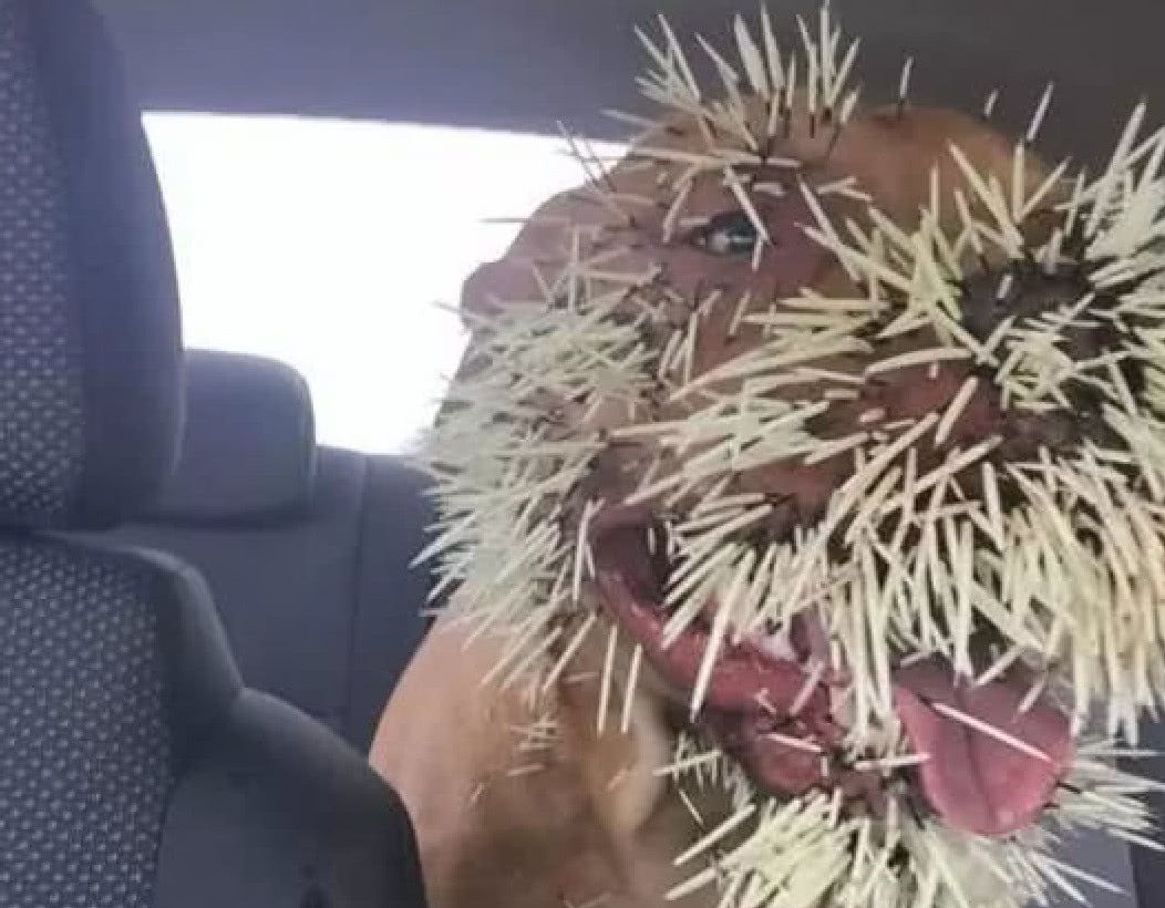 比特犬郊外与豪猪对抗,最后被扎成刺猬,网友心疼众筹为它治疗!