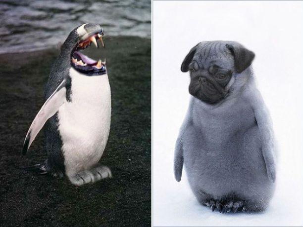 当动物的头ps到企鹅的身上之后这也太可爱了吧