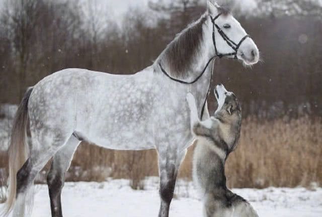 带二哈去马场玩,宠主刚骑完一圈,就看到了不可思议的一幕