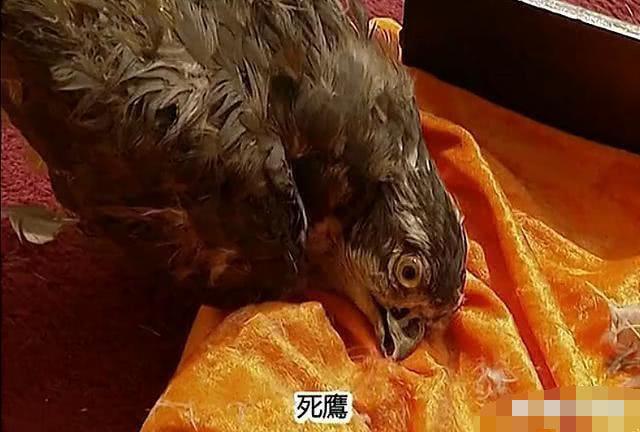 在《雍正王朝》中八阿哥为什么送康熙死鹰?真正的含义原来这么深