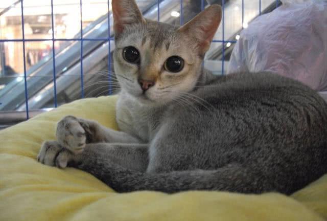 可爱的夏特尔蓝猫,让我们一起来认识这种与狗狗一样忠诚的猫吧