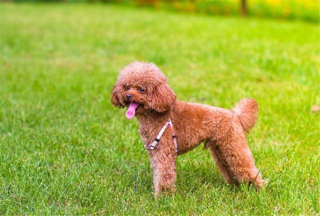 泰迪犬分几种?|贵宾犬|狗狗|身高|可爱|性格_新浪新闻