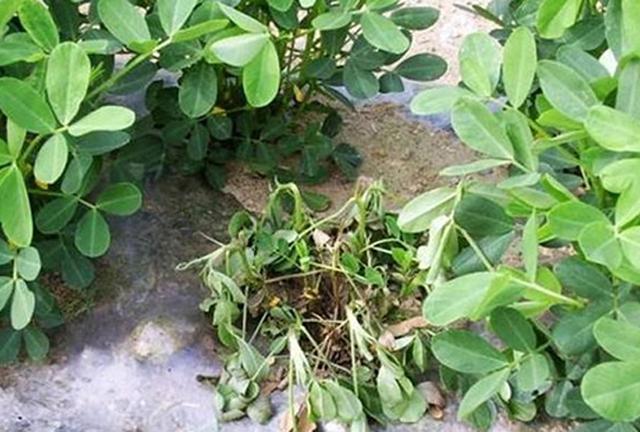 花生青枯病的轻重程度和哪些因素有关?种植户该如何预防和防治?