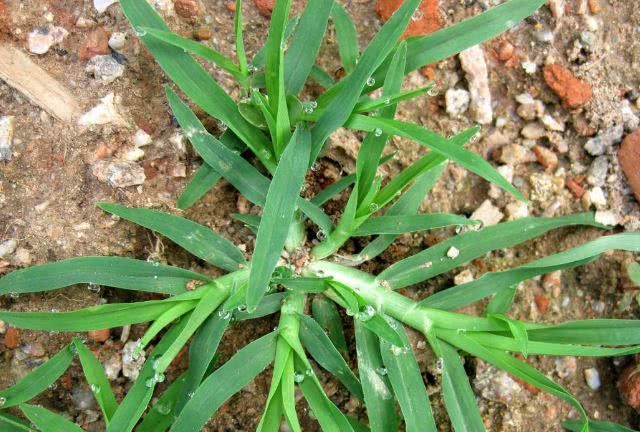 这类神奇的农村野草治疗流鼻血有奇效快看看你见过没有