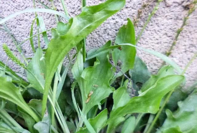 这类神奇的农村野草治疗流鼻血有奇效快看看你见过没有