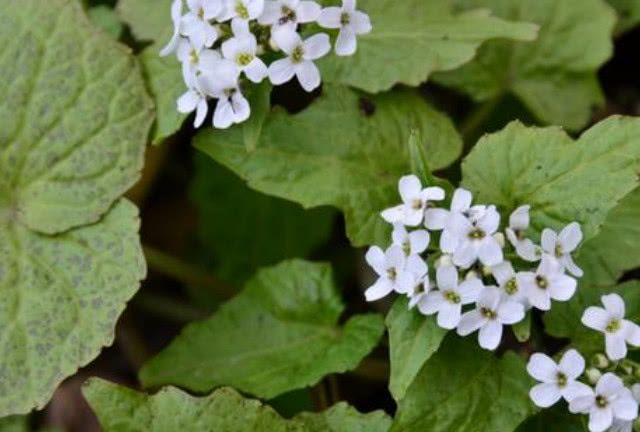 这种野草被农民们称为山萮菜,他有着很高的营养,现在很多农民甚至开始