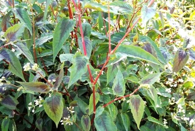 一种植物野草人称白饭藤可用于毒蛇咬伤若见到请珍惜