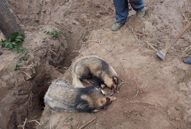 一晚上能吃光一亩玉米,50年前被视为祸害,现在几乎绝迹了|獾子|祸害