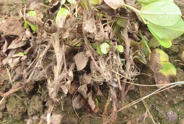 花生茎腐病为什么难防治田间发病后种植户该怎么做