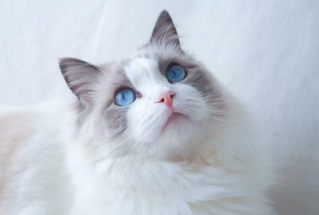 售价万元的布偶猫除了乖巧漂亮这4点是其他猫不具备的