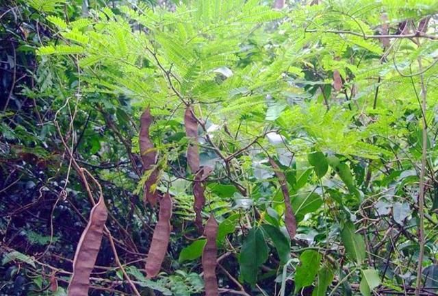 农村一种怪植物,闻着臭吃着香,深受人们追捧,如今要70元一斤|臭菜