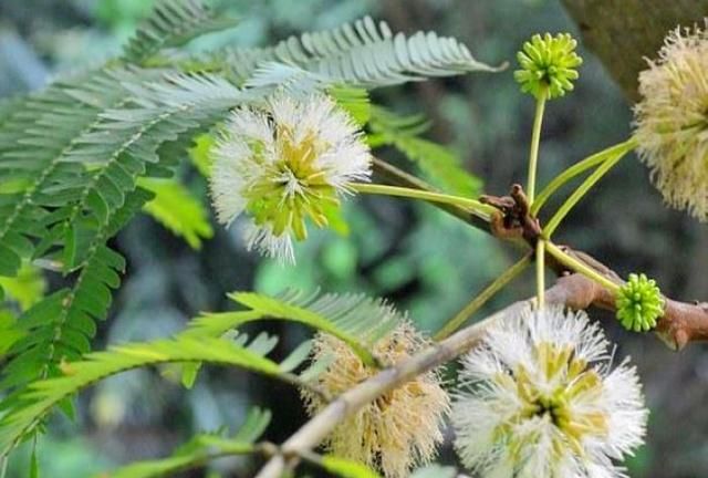 农村一种怪植物,闻着臭吃着香,深受人们追捧,如今要70元一斤|臭菜