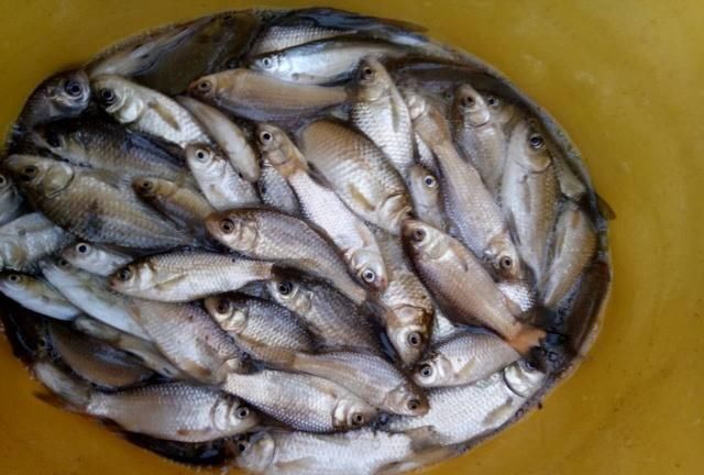 2019年开竿钓,全是奶鲫有4斤多,放生又觉得可惜|白条|鱼|红蚯蚓_新浪