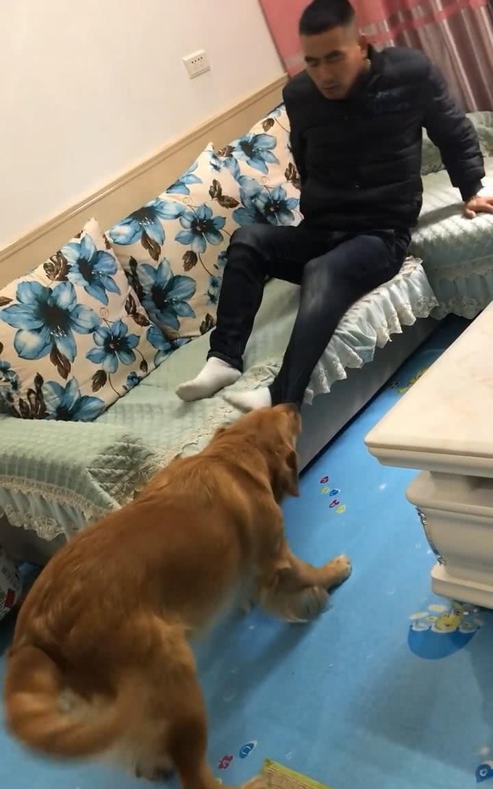 金毛狗狗跟主人抢沙发,狗狗的做法真是绝,搞怪一幕