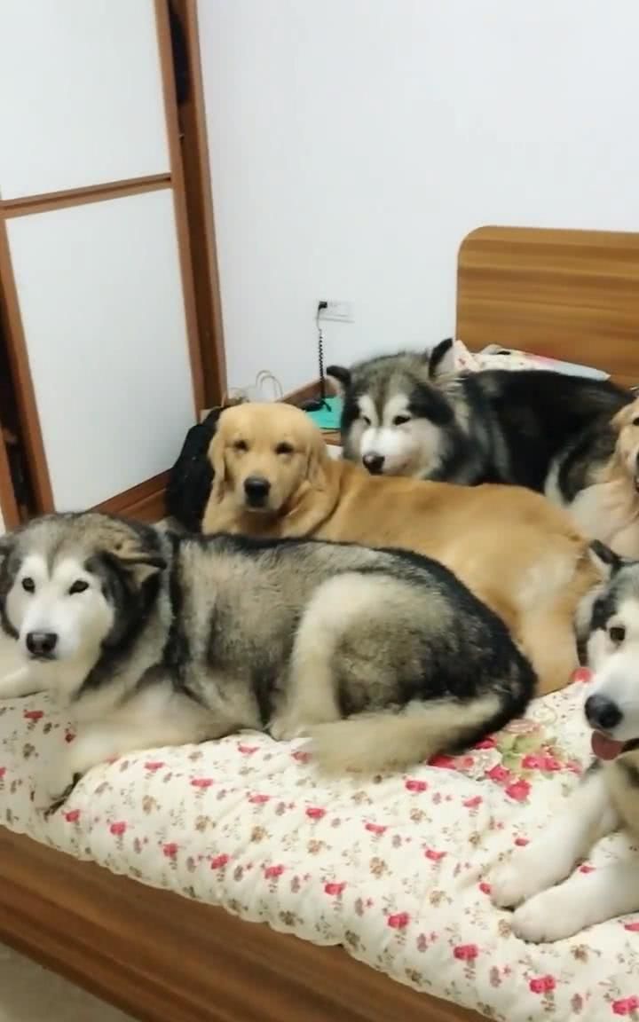 自从家里养了五条狗,主人都没地方睡了,只能委屈睡地上