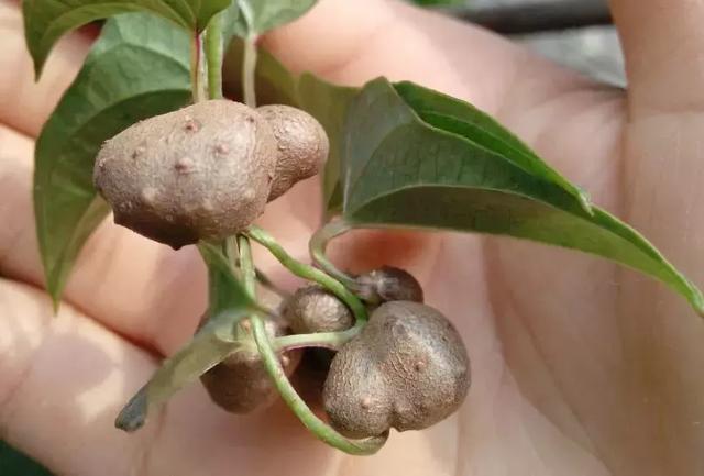 农村一种"野果",看着普通没人吃,可城里却花钱都没地买