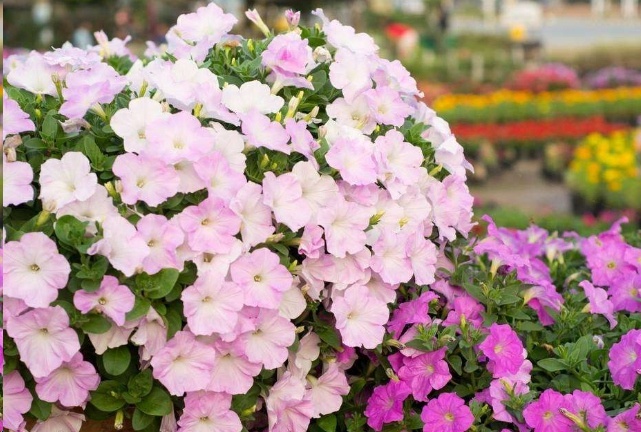 这7种一年四季开花的植物阳台养一盆天天有花看