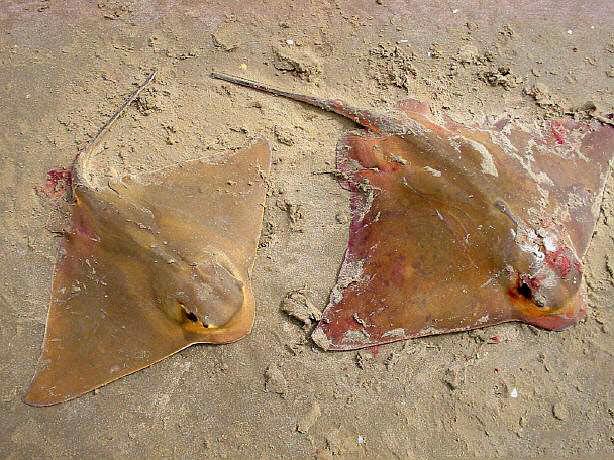 尾巴一根长针有毒|老板鱼|鱼|鳐鱼_新浪新闻