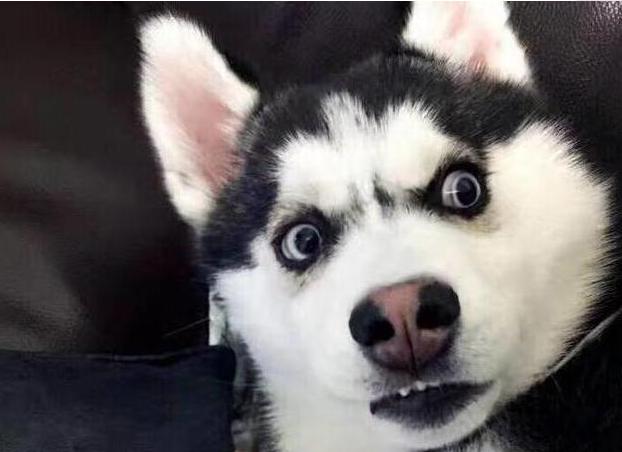 二哈和铲屎官争吵二哈一生气把铲屎官咬了结果双双住院