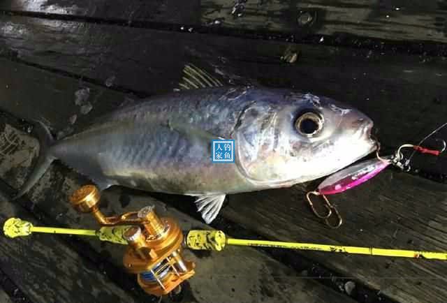 深海游钓,钓获90斤的巨型吞拿鱼,还意外钓到一块精美的珊瑚礁石