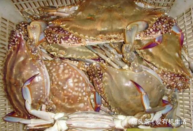 涨知识了！虾蟹类海鲜大全，你认识几个？