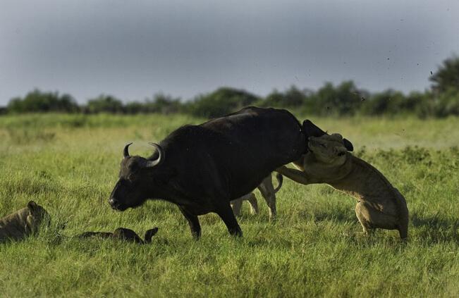 狮子捕食野牛不成, 转而捕杀没有反抗力的野牛幼崽!