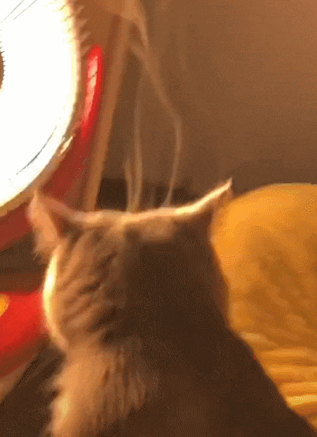 头顶冒烟的猫, 在小太阳的温暖之下, 家里的猫修炼成仙了!