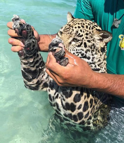 美女养豹子当宠物还和豹子一起洗鸳鸯浴气得男友牙痒痒