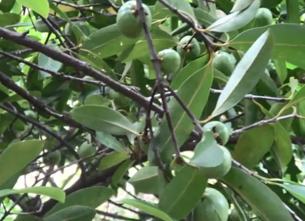 小伙子|山竹|饭团_新浪新闻