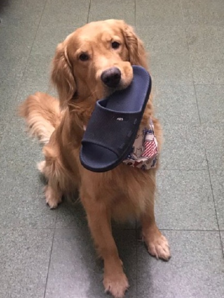 铲屎官:你把我的拖鞋松开! 金毛:我松开你就