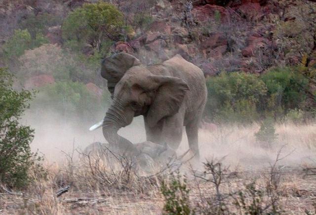 犀牛大战大象图片