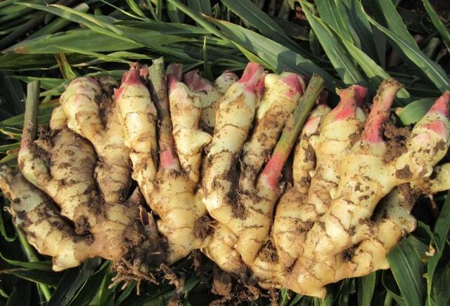 生姜|排水性|植物_新浪新闻