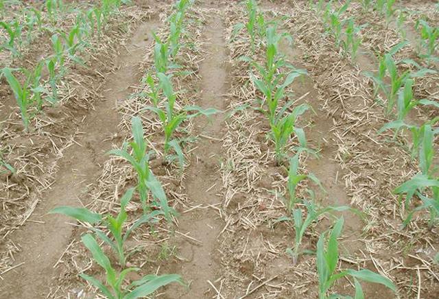 种植玉米可以起垄吗为什么实际种植过程中很少见到