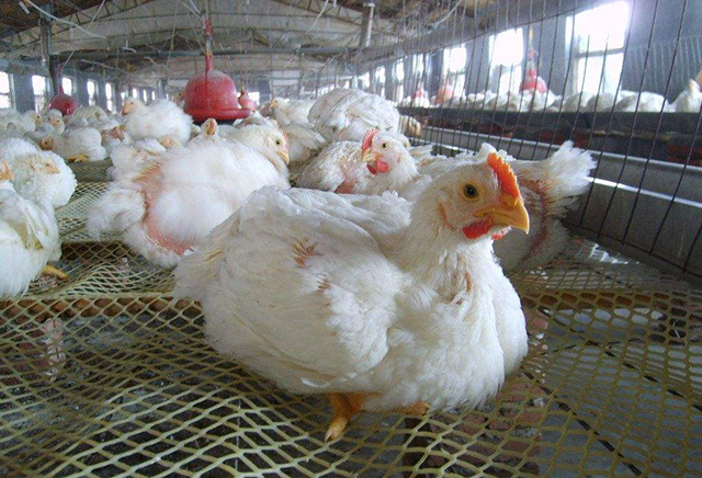 "速成鸡"就是激素鸡吗?吃不得?错了!这鸡是进化的太优异了