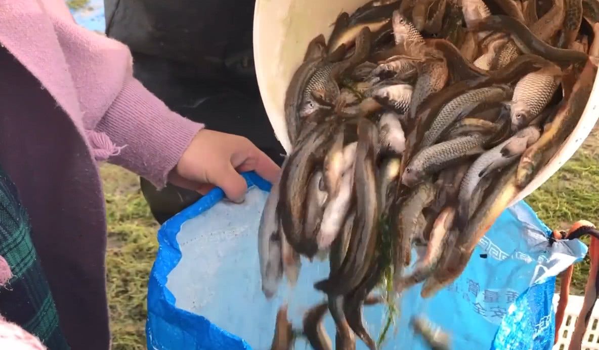农村姑娘虾塘放地笼,除了小龙虾还收到了这些野货,这值不少钱