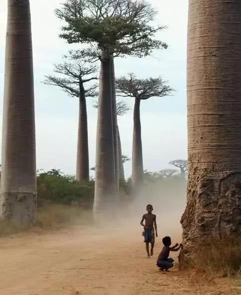 世界上9棵体型庞大的"巨树",人在其面前,就像蚂蚁一样!