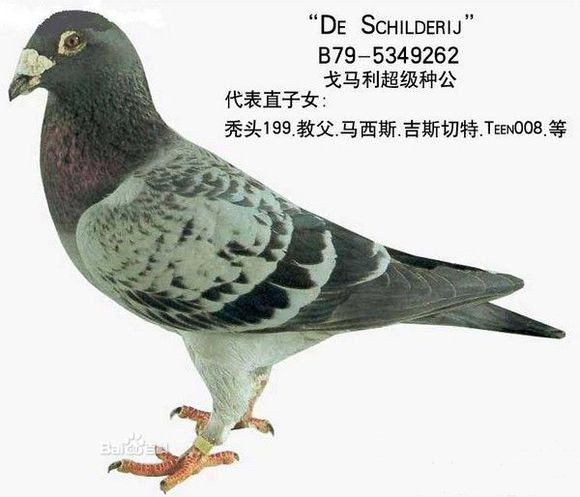 图集如电脑般聪慧的顶级鸽系电脑戈马力