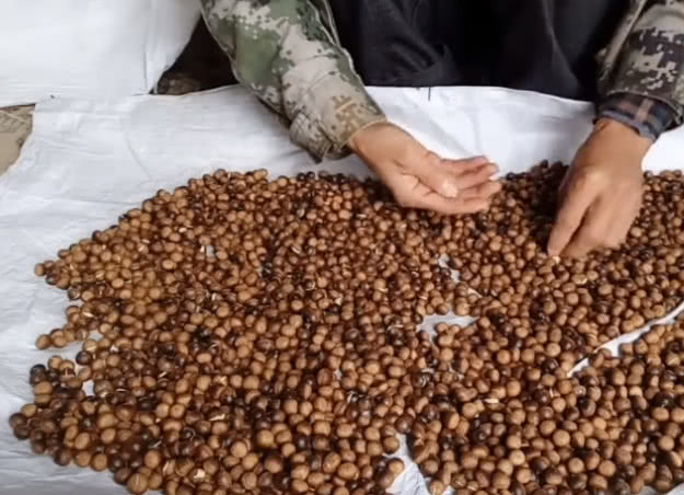 农村一种像"板栗"的野果子,可用做豆腐,还是国家二级保护植物