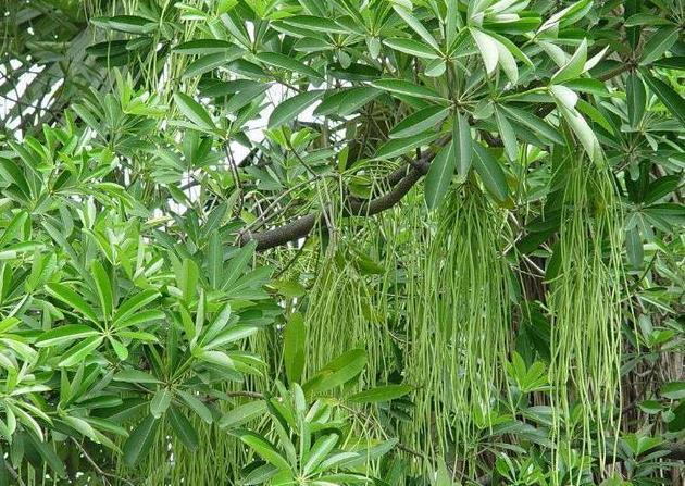 面条树上结出的面条就是它的果实,其果肉饱满充实,味道清甜,很有营养.