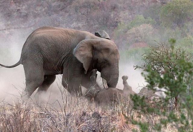 公象大战犀牛母子, 犀牛母亲为了保护孩子惨被大象撞死!
