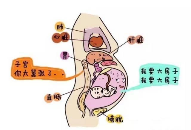 孕期便秘了教你过一个通畅孕期