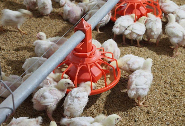 "速成鸡"就是激素鸡吗?吃不得?错了!这鸡是进化的太优异了